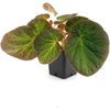 image:imageSprig amp Stone Begonia Single Plant1 Plant