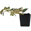 image:imageSprig amp Stone Begonia Single Plant1 Plant