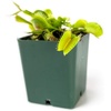 image:imageSprig amp Stone Carnivorous Plant Dionaea muscipula Venus Fly Trap