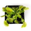 image:imageSprig amp Stone Carnivorous Plant Dionaea muscipula Venus Fly Trap