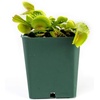 image:imageSprig amp Stone Carnivorous Plant Dionaea muscipula Venus Fly Trap