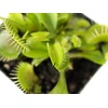 image:imageSprig amp Stone Carnivorous Plant Dionaea muscipula Venus Fly Trap