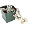 image:imageSprig amp Stone Ceropegia woodii variegata Variegated String of Hearts