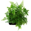image:imageSprig amp Stone Davallia trichomanoides Black Rabbits Foot Fern
