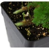 image:imageSprig amp Stone Davallia trichomanoides Black Rabbits Foot Fern
