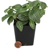 image:imageSprig amp Stone Fittonia albivenis Mini White  Nerve Plant