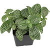 image:imageSprig amp Stone Fittonia albivenis Mini White  Nerve Plant