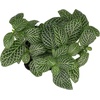 image:imageSprig amp Stone Fittonia albivenis Mini White  Nerve Plant