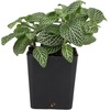 image:imageSprig amp Stone Fittonia albivenis Mini White  Nerve Plant