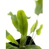 image:imageSprig amp Stone Live Mini Ferns Terrarium Plants Blue StarBlue Star