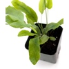 image:imageSprig amp Stone Live Mini Ferns Terrarium Plants Blue StarBlue Star