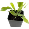 image:imageSprig amp Stone Live Mini Ferns Terrarium Plants Blue StarBlue Star