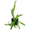 image:imageSprig amp Stone Live Mini Ferns Terrarium Plants Blue StarVictoria