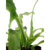 image:imageSprig amp Stone Live Mini Ferns Terrarium Plants Blue StarVictoria