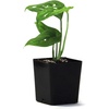image:imageSprig amp Stone Monstera adansonii syn friedrichsthalii Swiss Cheese Vine