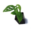 image:imageSprig amp Stone Monstera adansonii syn friedrichsthalii Swiss Cheese Vine