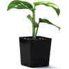 image:imageSprig amp Stone Monstera adansonii syn friedrichsthalii Swiss Cheese Vine
