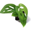 image:imageSprig amp Stone Monstera adansonii syn friedrichsthalii Swiss Cheese Vine