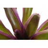 image:imageSprig amp Stone Neoregelia Donger Bromeliad