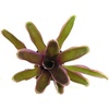 image:imageSprig amp Stone Neoregelia Donger Bromeliad