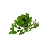 image:imageSprig amp Stone Pilea nummulariifolia Creeping Charlie