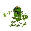 image:imageSprig amp Stone Pilea nummulariifolia Creeping Charlie