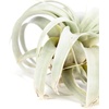 image:imageSprig amp Stone Tillandsia xerographica Large