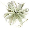 image:imageSprig amp Stone Tillandsia xerographica Large