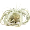 image:imageSprig amp Stone Tillandsia xerographica Large