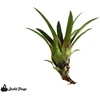 image:imageSprig amp Stone Vriesea corcovadensis Bromeliad