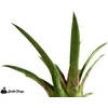 image:imageSprig amp Stone Vriesea corcovadensis Bromeliad