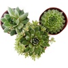 image:imageSucculent Bundle 5Pack Growers Choice3 Plants