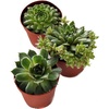 image:imageSucculent Bundle 5Pack Growers Choice3 Plants