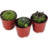 image:imageSucculent Bundle 5Pack Growers Choice3 Plants