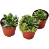 image:imageSucculent Bundle 5Pack Growers Choice3 Plants