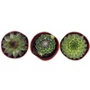 image:imageSucculent Bundle 5Pack Growers Choice3 Plants