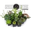 image:imageSucculent Bundle 5Pack Growers Choice5 Plants