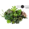 image:imageSucculent Bundle 5Pack Growers Choice5 Plants