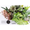 image:imageSucculent Bundle 5Pack Growers Choice5 Plants