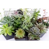 image:imageSucculent Bundle 5Pack Growers Choice5 Plants