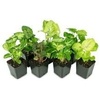 image:imageSyngonium Growers ChoiceGrowers Choice