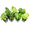 image:imageSyngonium Plant Arrowhead Plant 3Pack Bundle