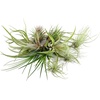 image:imageTillandsia Air Plant Bundle  3 Plant Variety Bundle 26