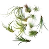 image:imageTillandsia Air Plant Bundle  3 Plant Variety Bundle 26