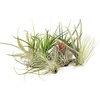 image:imageTillandsia Air Plant Bundle  3 Plant Variety Bundle 26