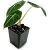 image:imageAlocasia reginula Black Velvet