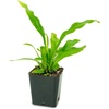image:imageAsplenium nidus Birds Nest FernBirds Nest