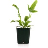 image:imageAsplenium nidus Birds Nest FernBlue Star