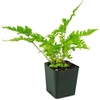 image:imageAsplenium nidus Birds Nest FernBrilliance