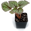 image:imageBegonia Hugh McLaughlan